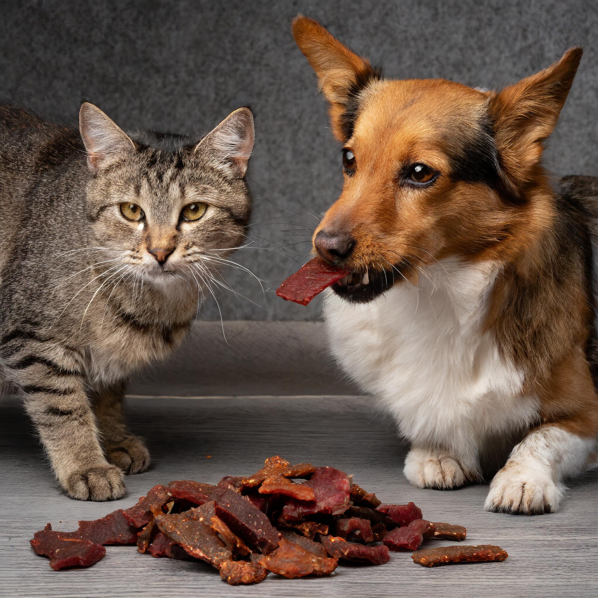 cat and dog eating beef jerky